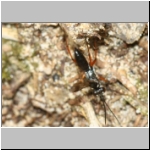 Agenioideus cinctellus - Wegwespe w001b 5mm - Sandgrube Niedringhaussee-det.jpg